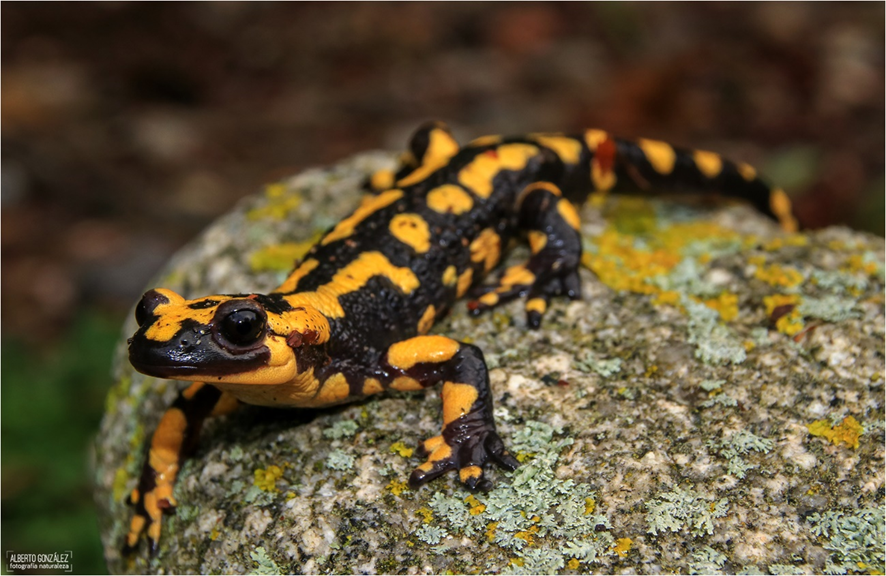 SALAMANDRA