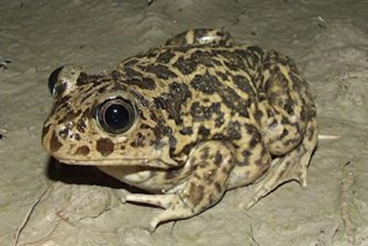 SAPO ESPUELA